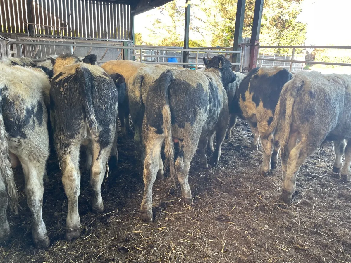 17 super Belgium blue bullocks - Image 1