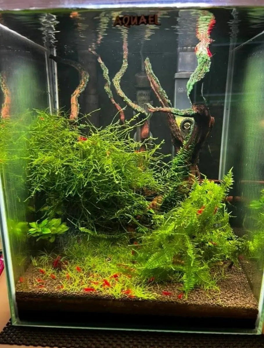 Neocaridina Shrimp Bloody Mary - Image 3