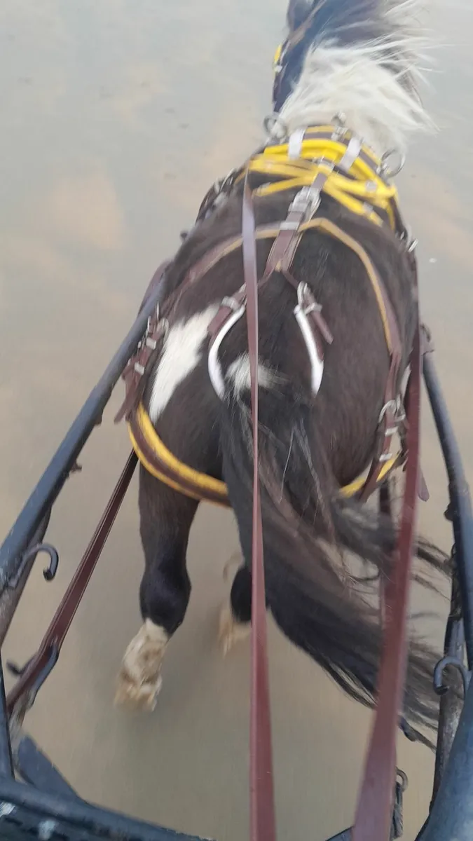 Pony
