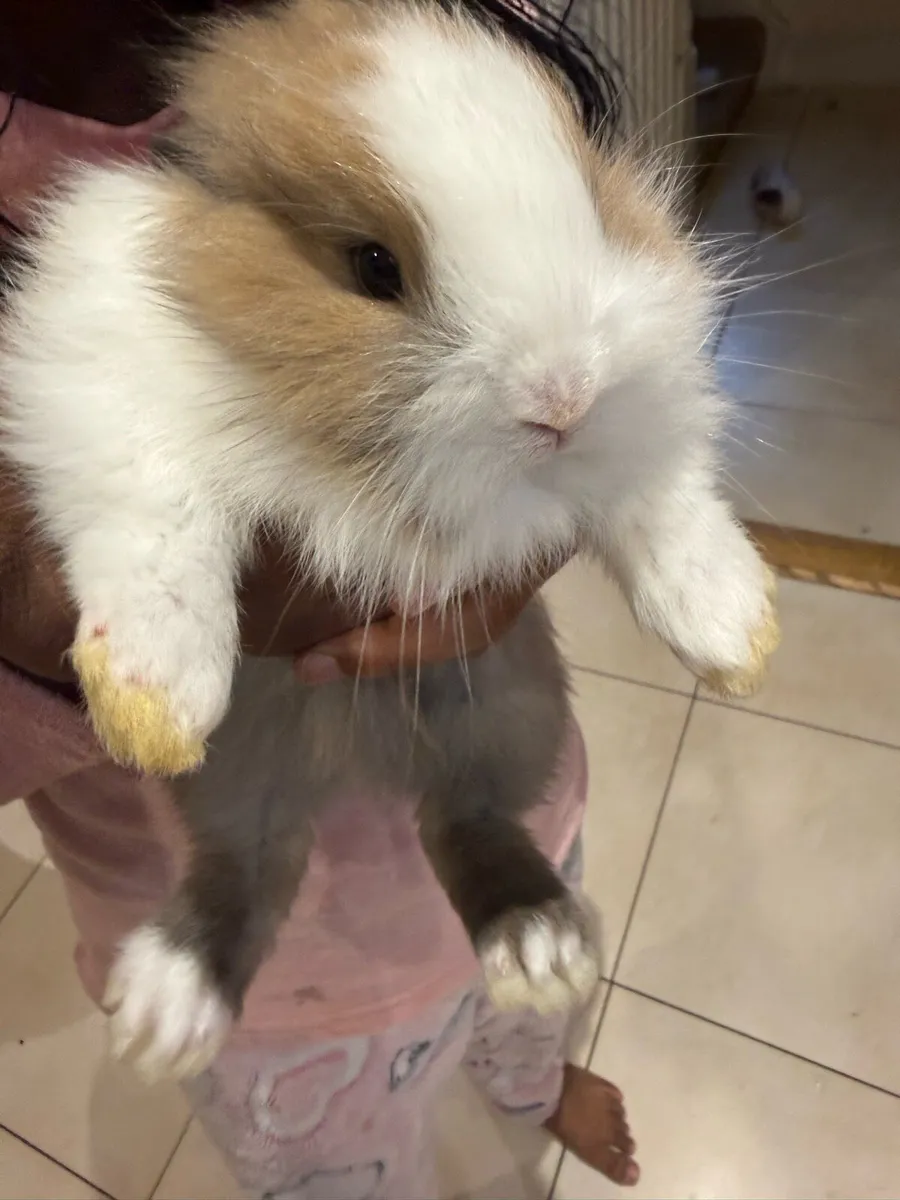 Bunnies (rabbit) - Image 1