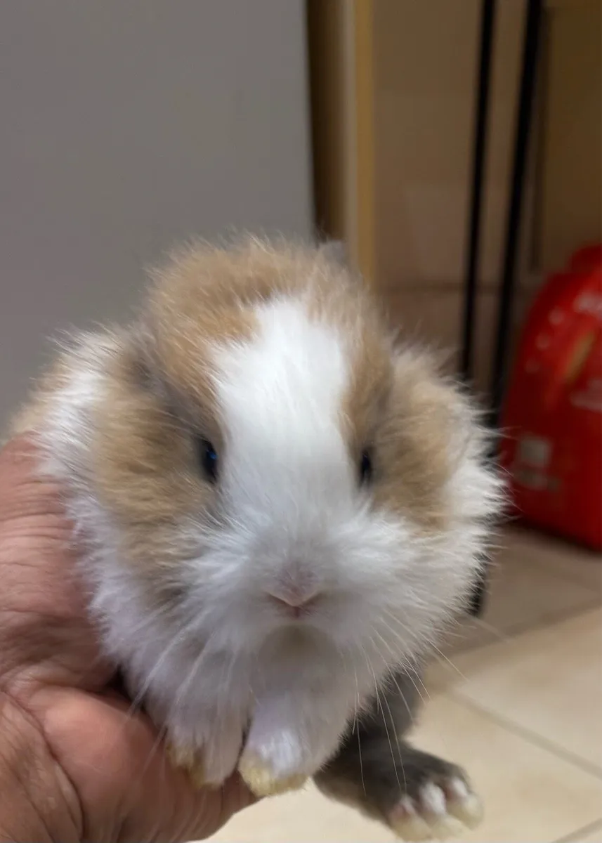 Bunnies (rabbit) - Image 2