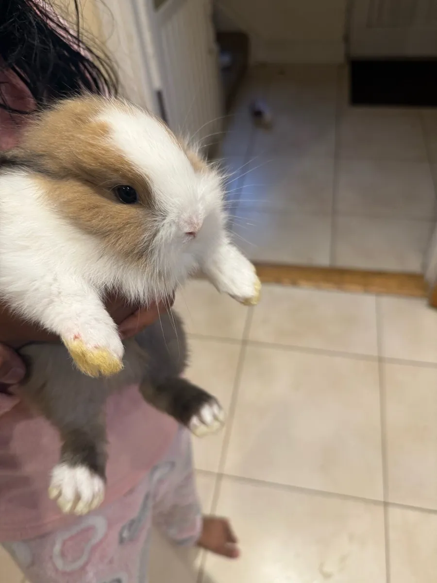 Bunnies (rabbit) - Image 3