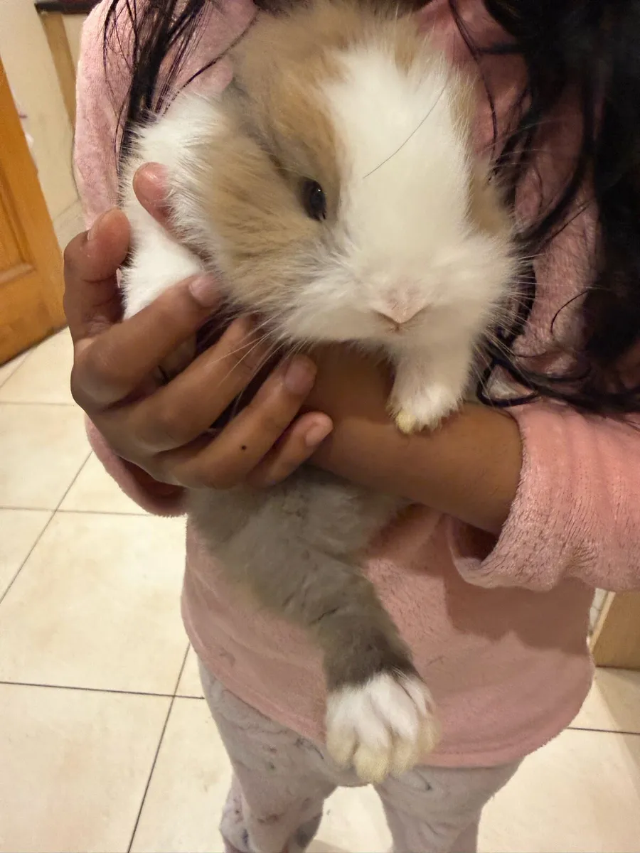 Bunnies (rabbit) - Image 4