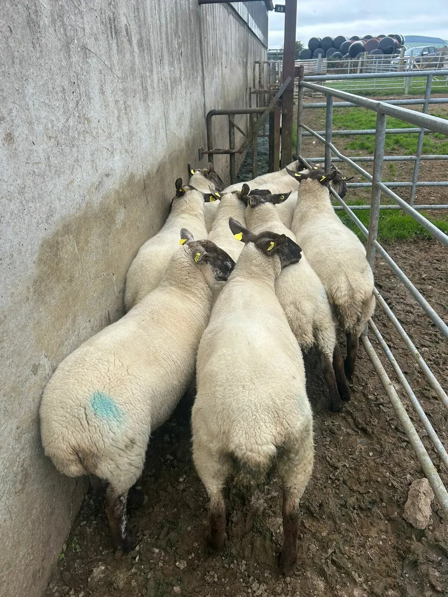 10 SX 2yo for sale - Image 1