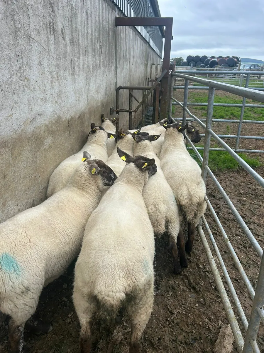 10 SX 2yo for sale - Image 2