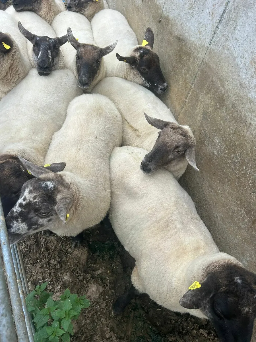 10 SX 2yo for sale - Image 4