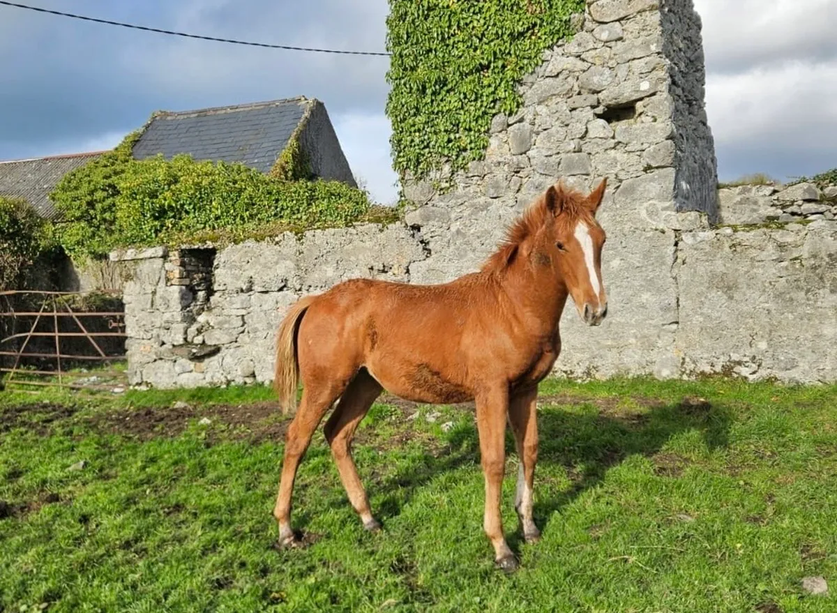 Filly Foal by Madgeslane Luidam - Image 3