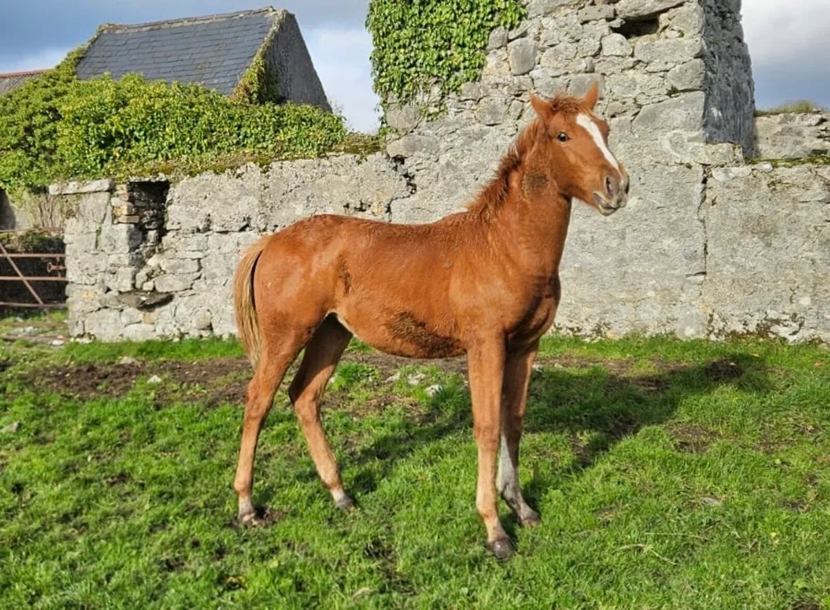 Filly Foal by Madgeslane Luidam - Image 1