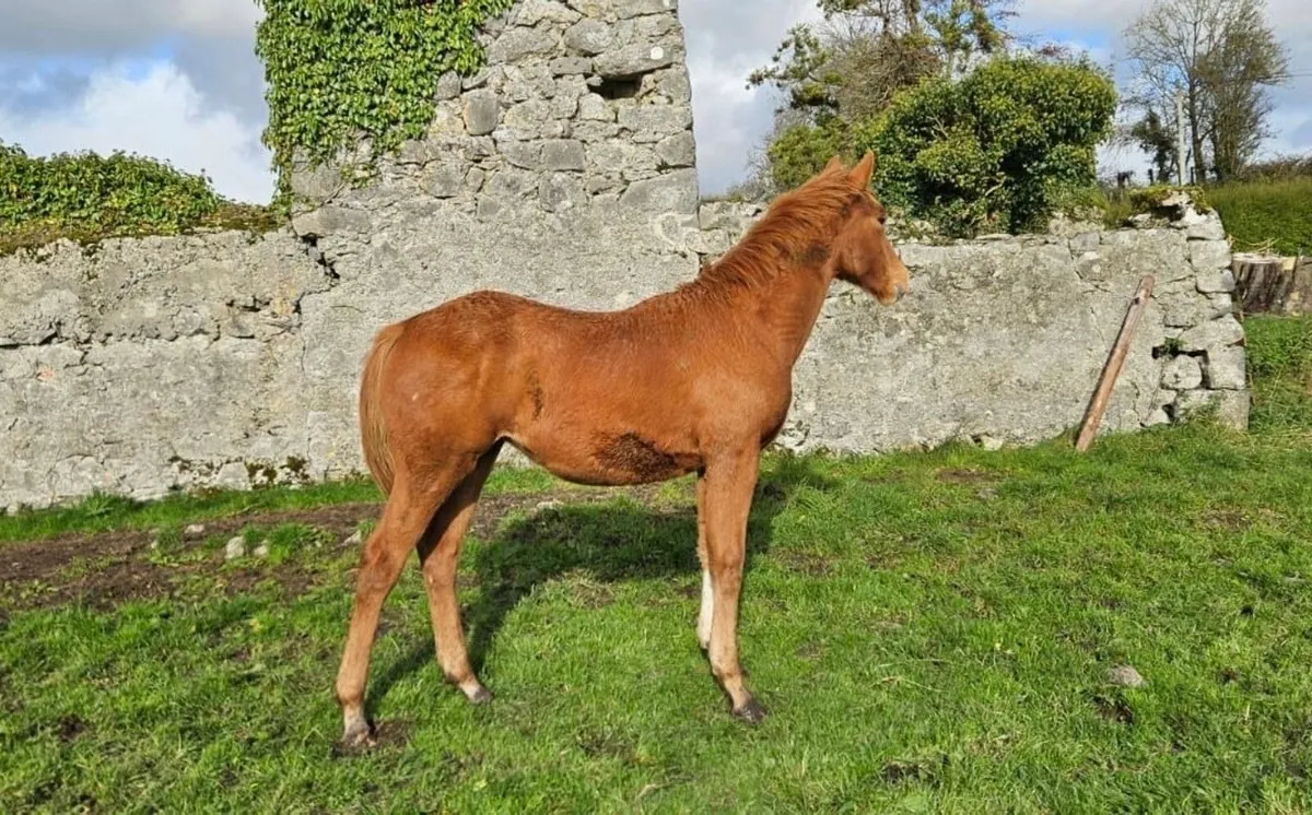 Filly Foal by Madgeslane Luidam - Image 2