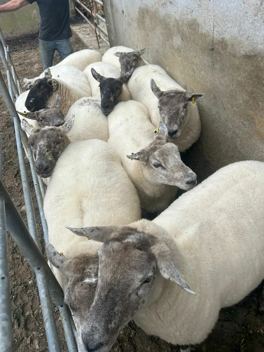 10 SX 3yo for sale - Image 1
