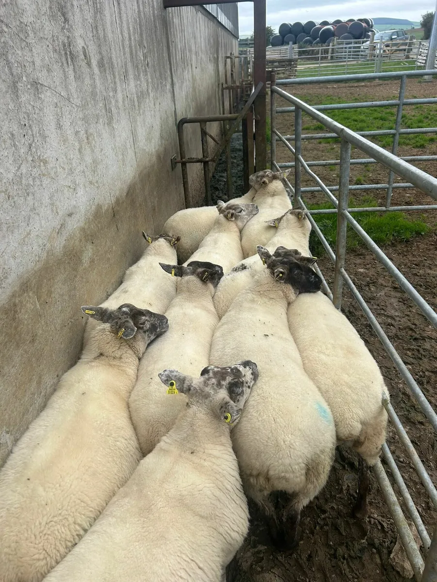10 SX 3yo for sale - Image 2