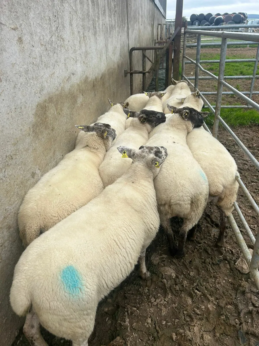 10 SX 3yo for sale - Image 3