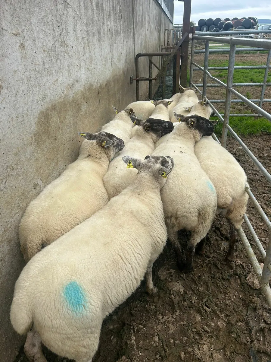 10 SX 3yo for sale - Image 4