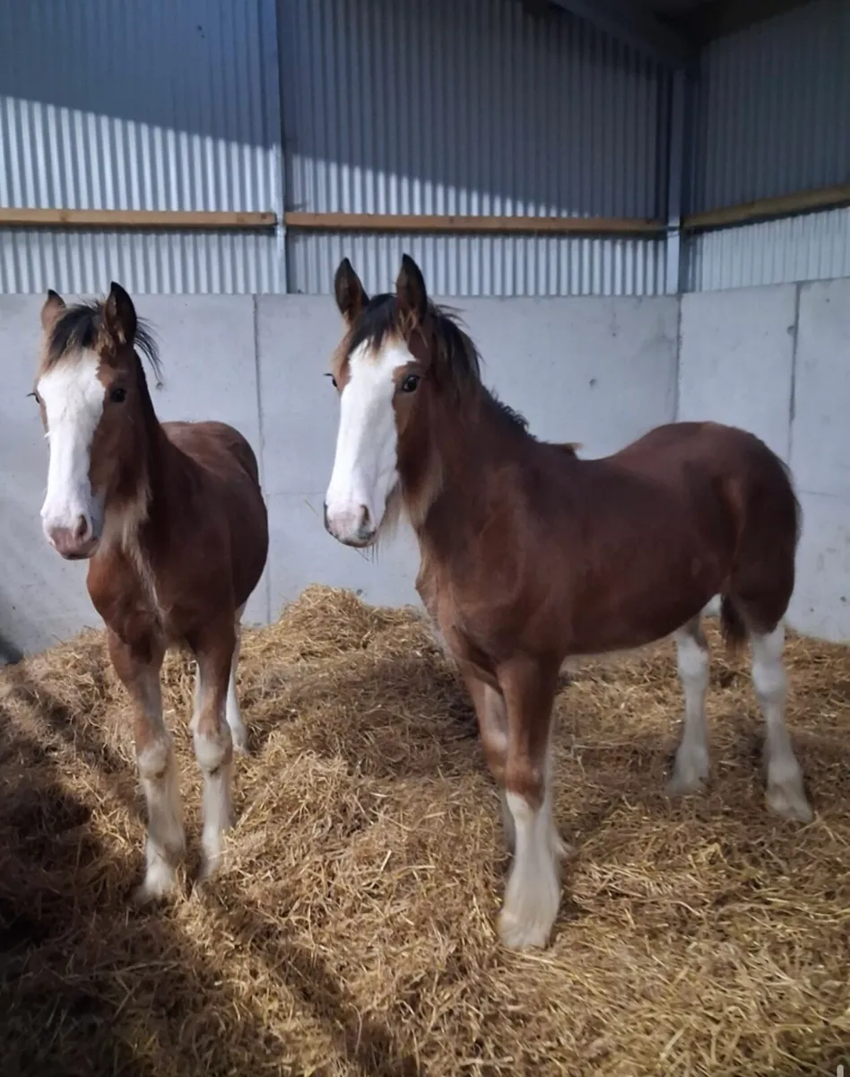 Clydesdale Filly Foals for sale - Image 1