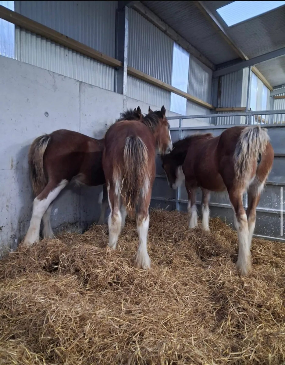Clydesdale Filly Foals for sale - Image 2