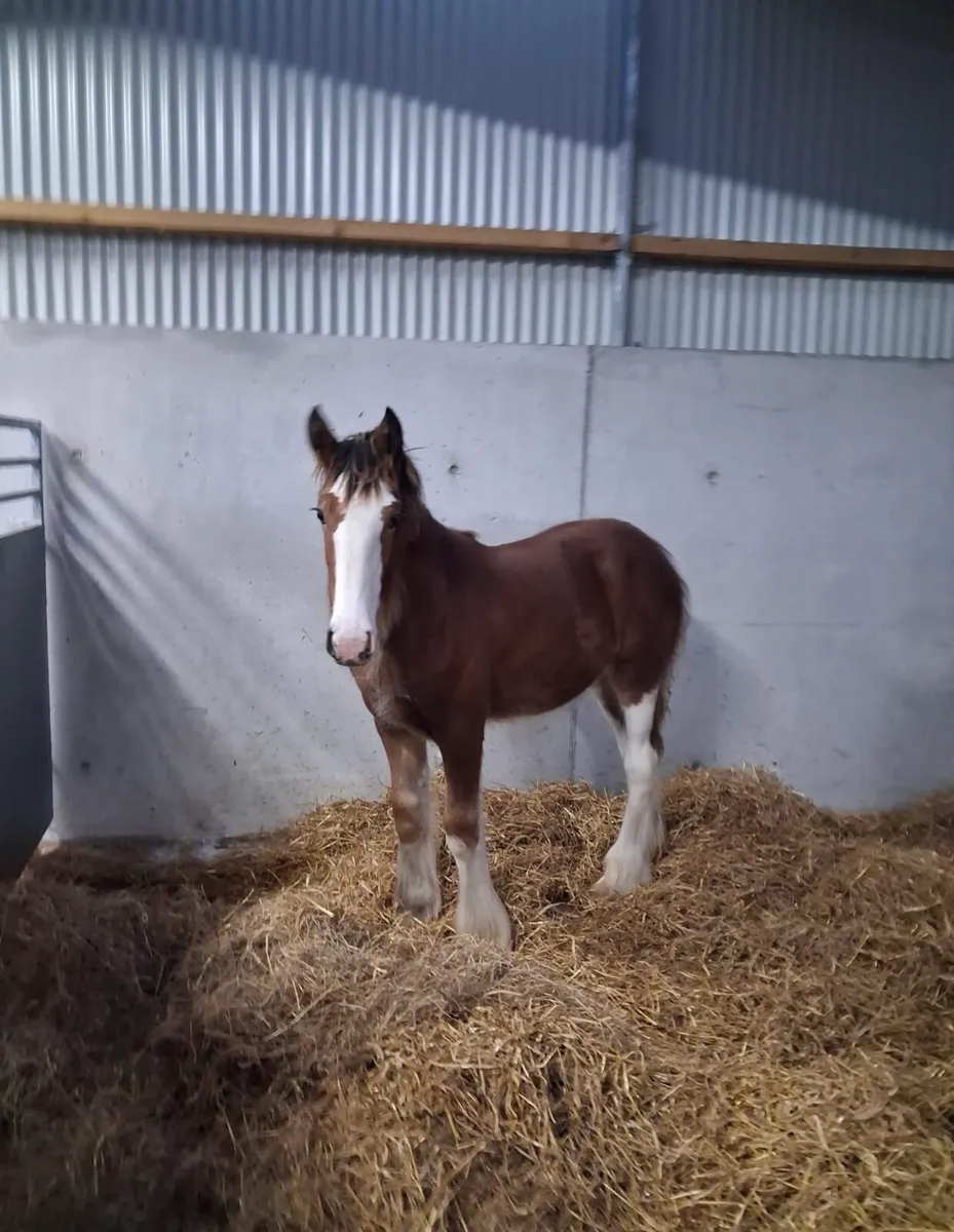 Clydesdale Filly Foals for sale - Image 3