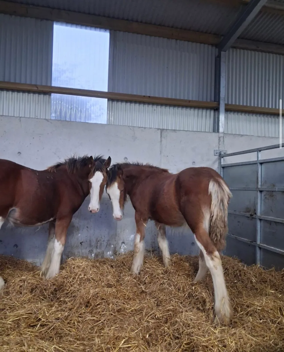 Clydesdale Filly Foals for sale - Image 4