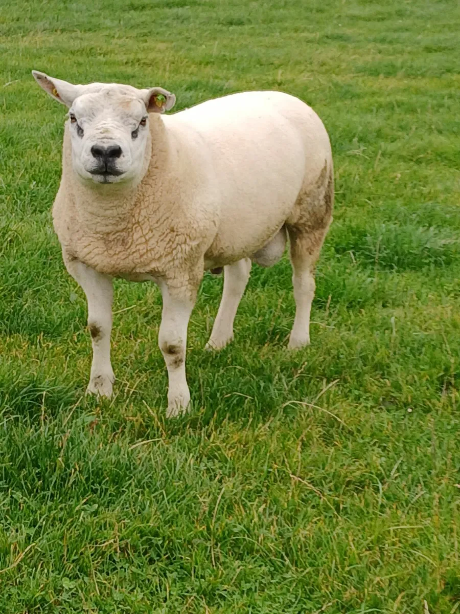 Texel hoggott ram - Image 2