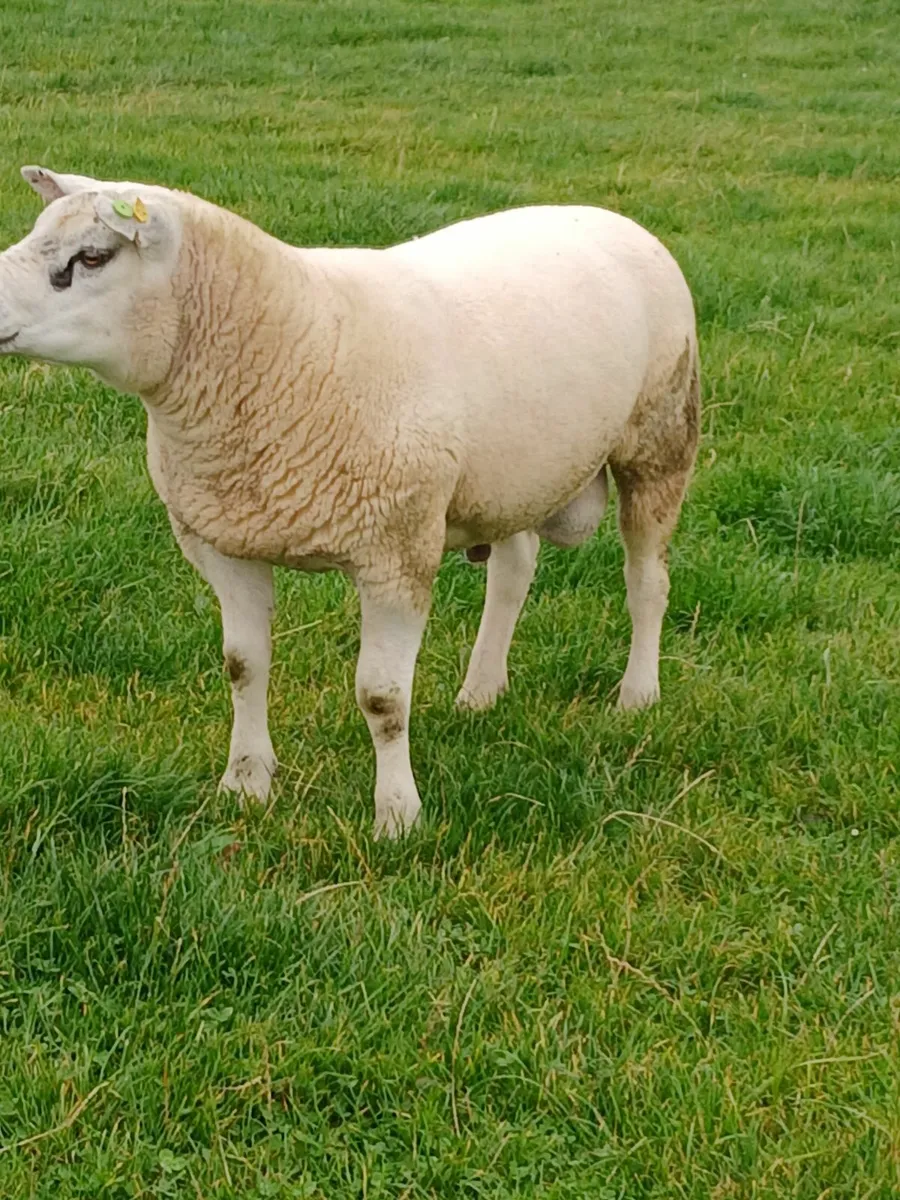 Texel hoggott ram - Image 3