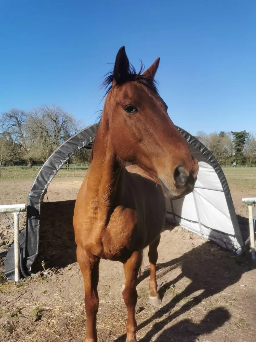 Heavy Duty Horse Shelter - Free Delivery - Image 4