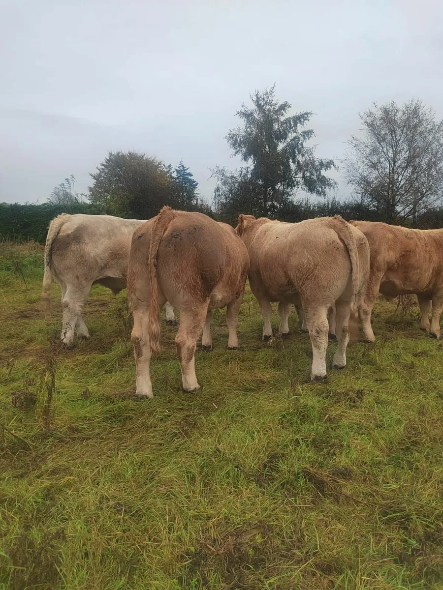 livestock - Image 1