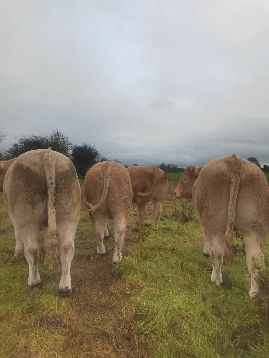 livestock - Image 2