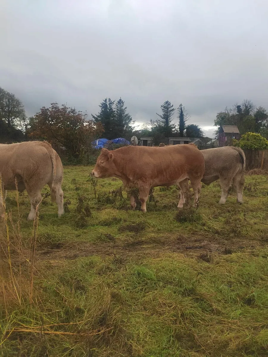 livestock - Image 3