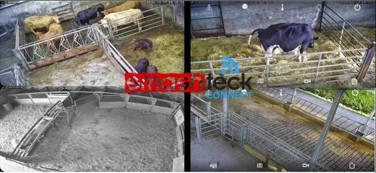 Calving / Lambing Cameras - West of Ireland - Image 4