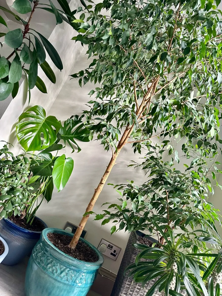 Ficus Tree Benjamina - Image 3