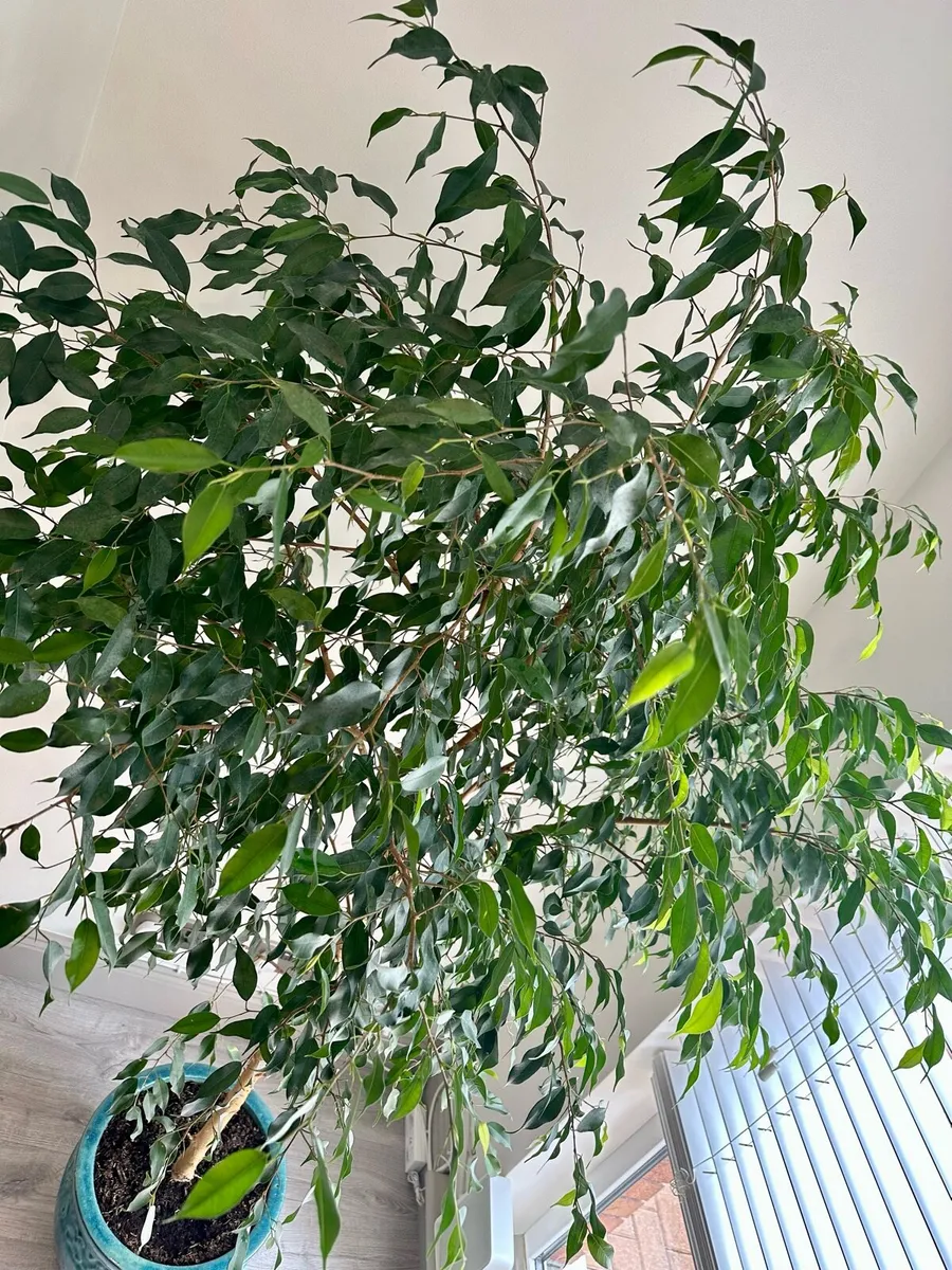 Ficus Tree Benjamina - Image 4
