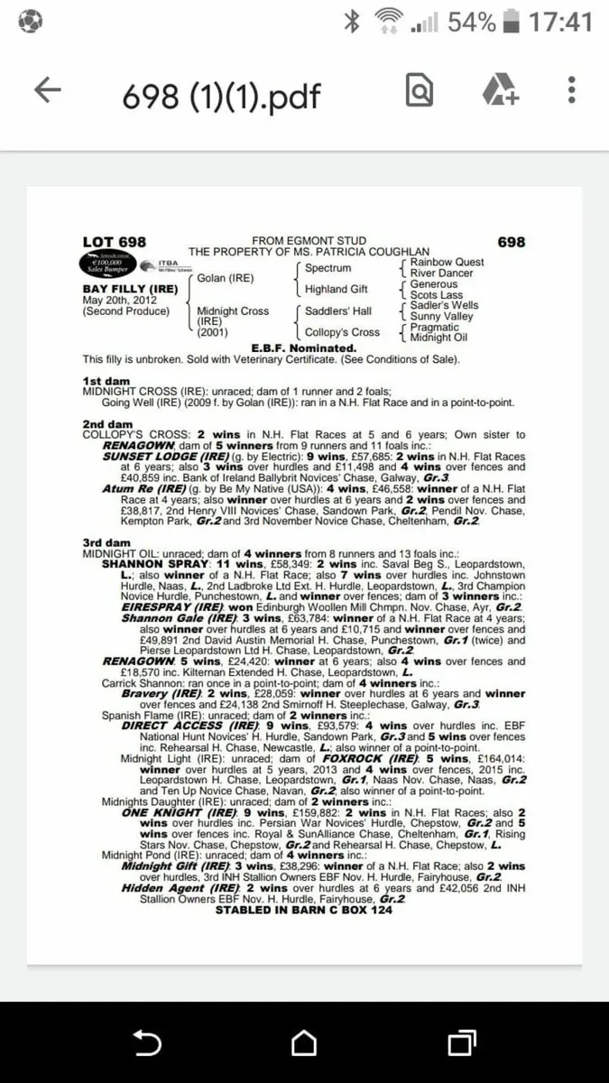 T.B horse - Image 1