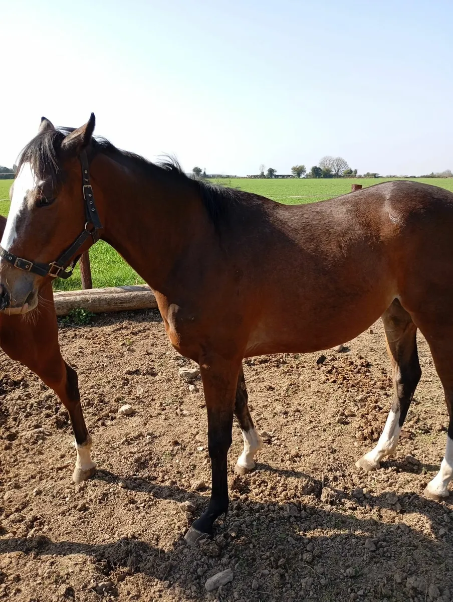 T.B horse - Image 2