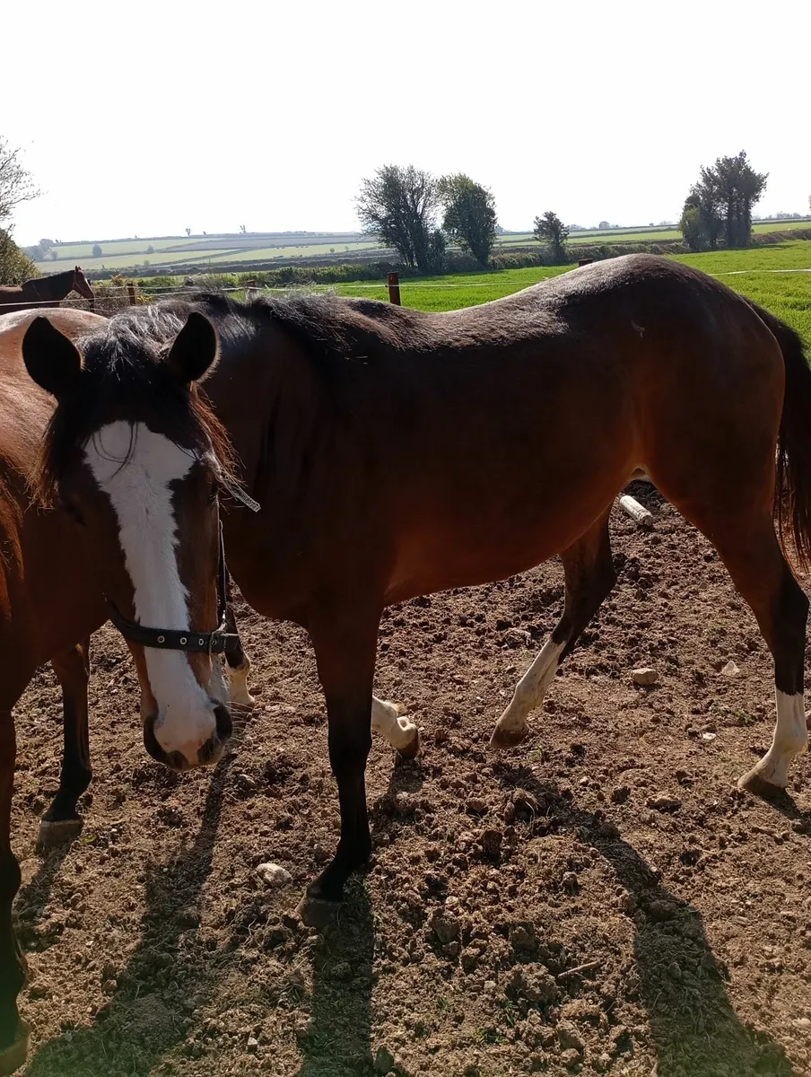 T.B horse - Image 3