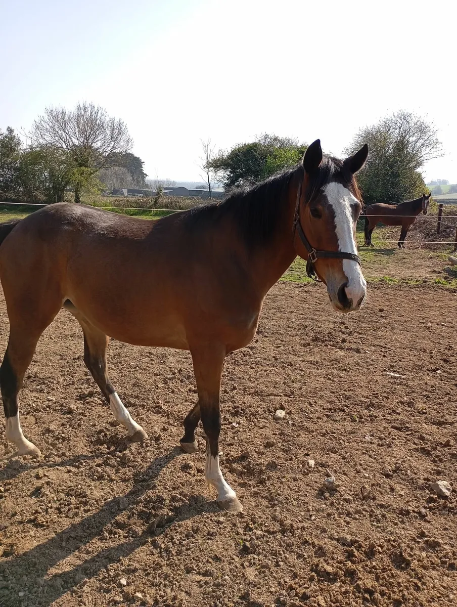 T.B horse - Image 4