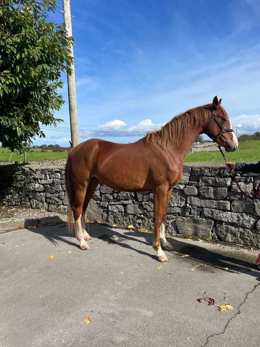 3 yr old Sligo Candy Boy X Master Imp Gelding - Image 1