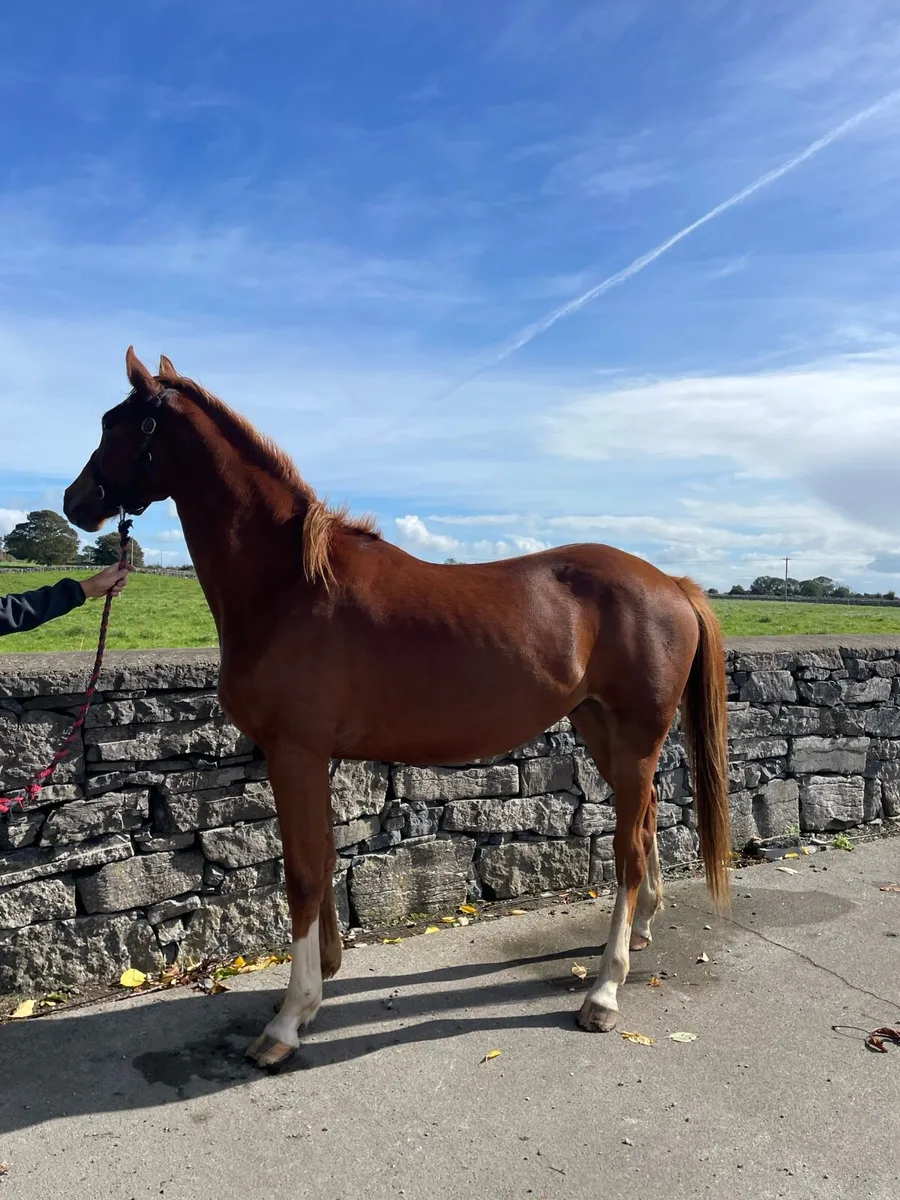 3 yr old Sligo Candy Boy X Master Imp Gelding - Image 3