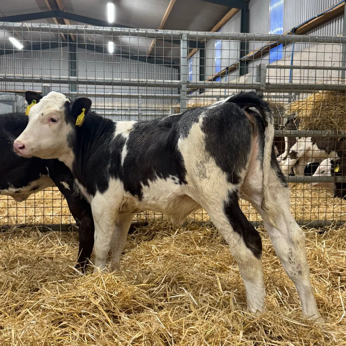 Super Blue Heifers - Image 1