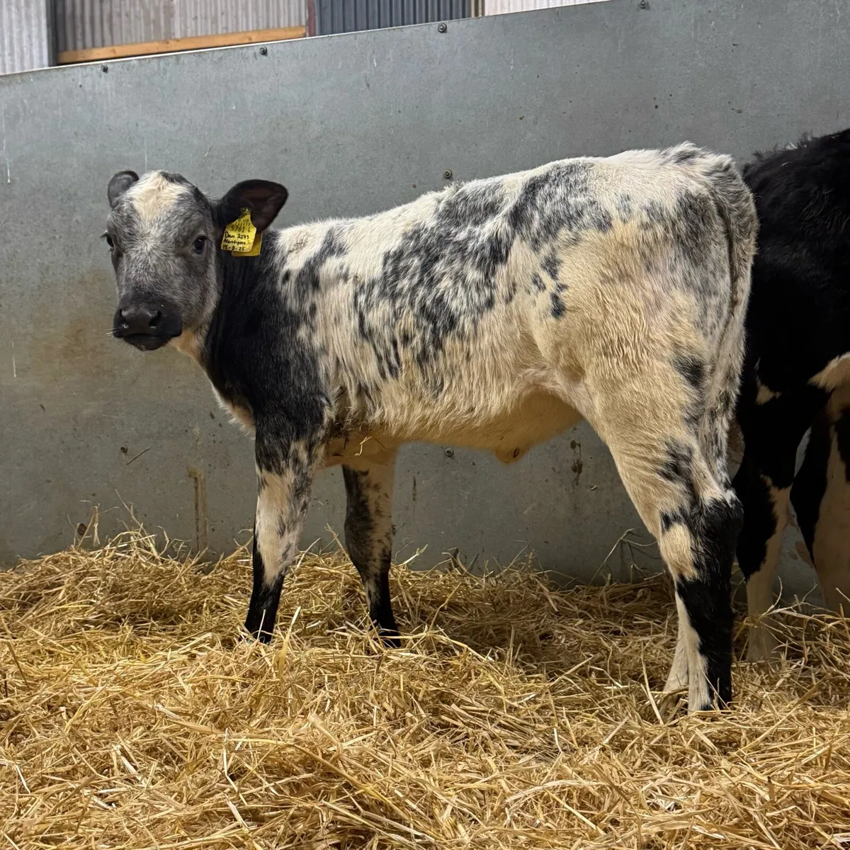Super Blue Heifers - Image 2