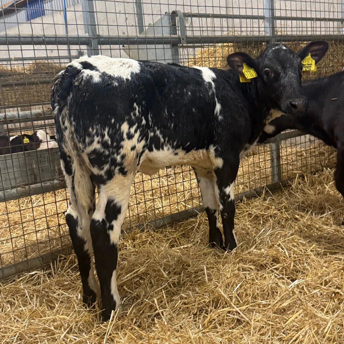 Super Blue Heifers - Image 3