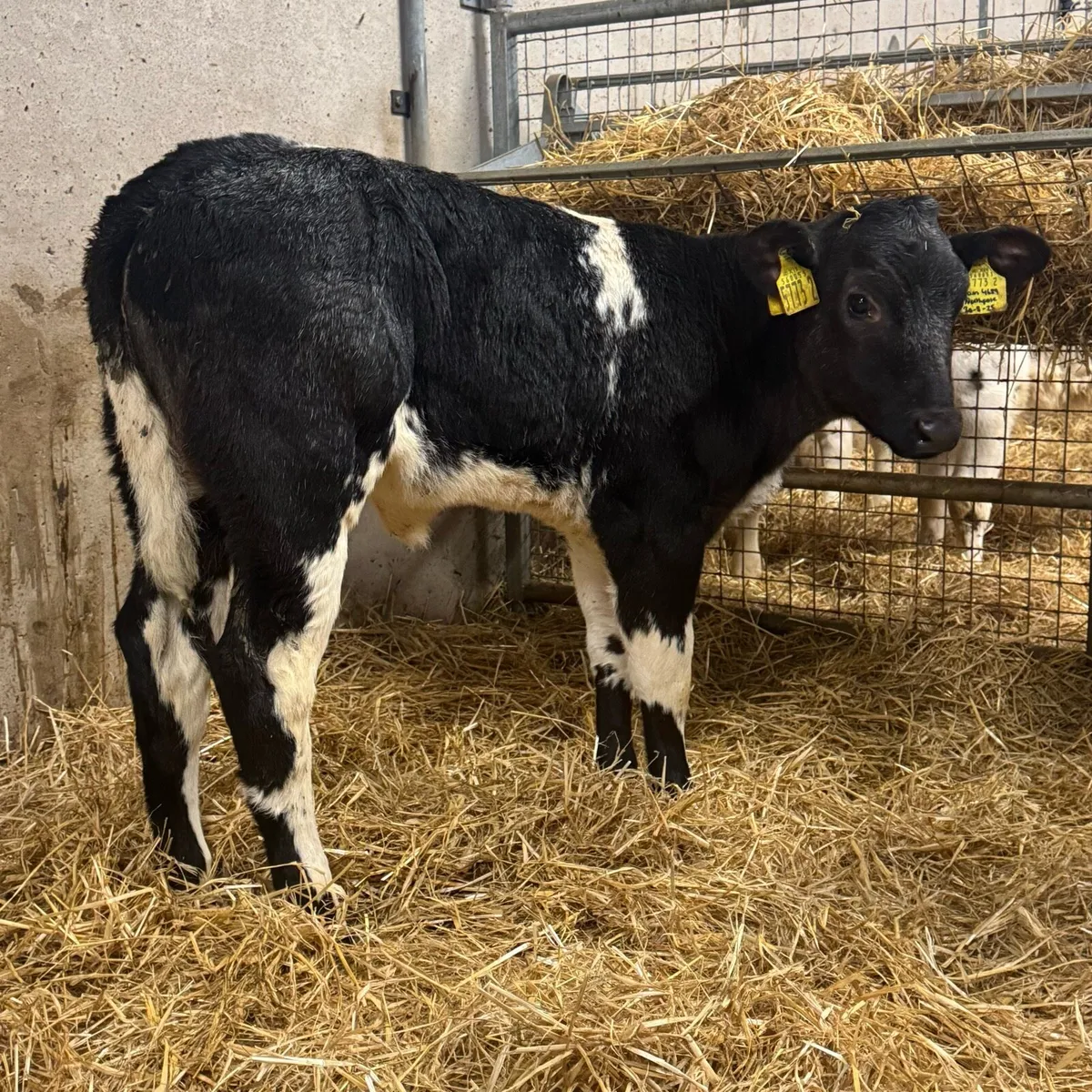 Super Blue Heifers - Image 4