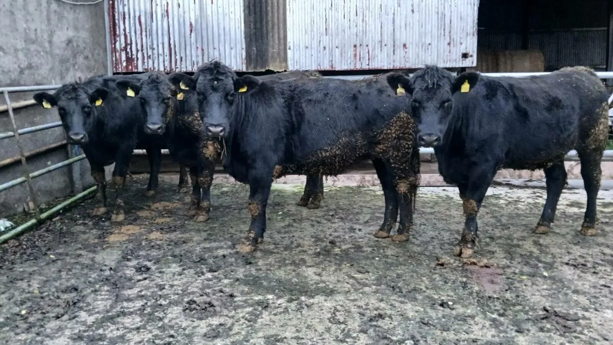 Four AA 5-STAR  🌟 heifers for sale Mohill Mart - Image 1