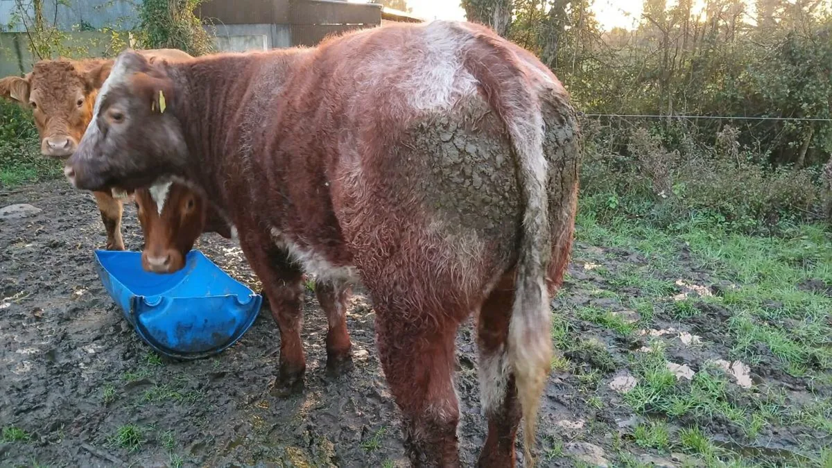 3 bullocks for sale in Mohill Mart - Image 4