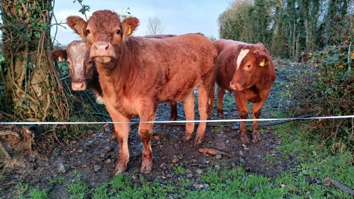 3 bullocks for sale in Mohill Mart - Image 1