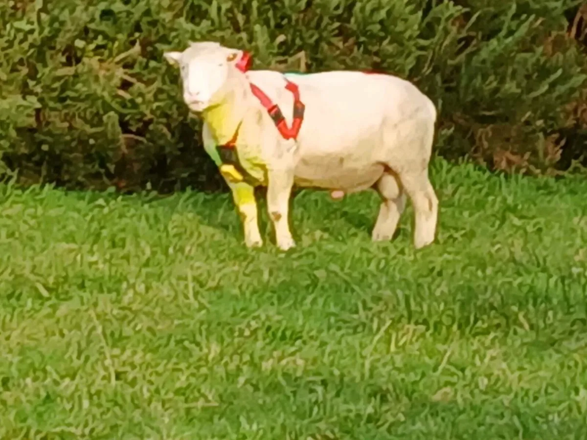 Dorset  ram - Image 1