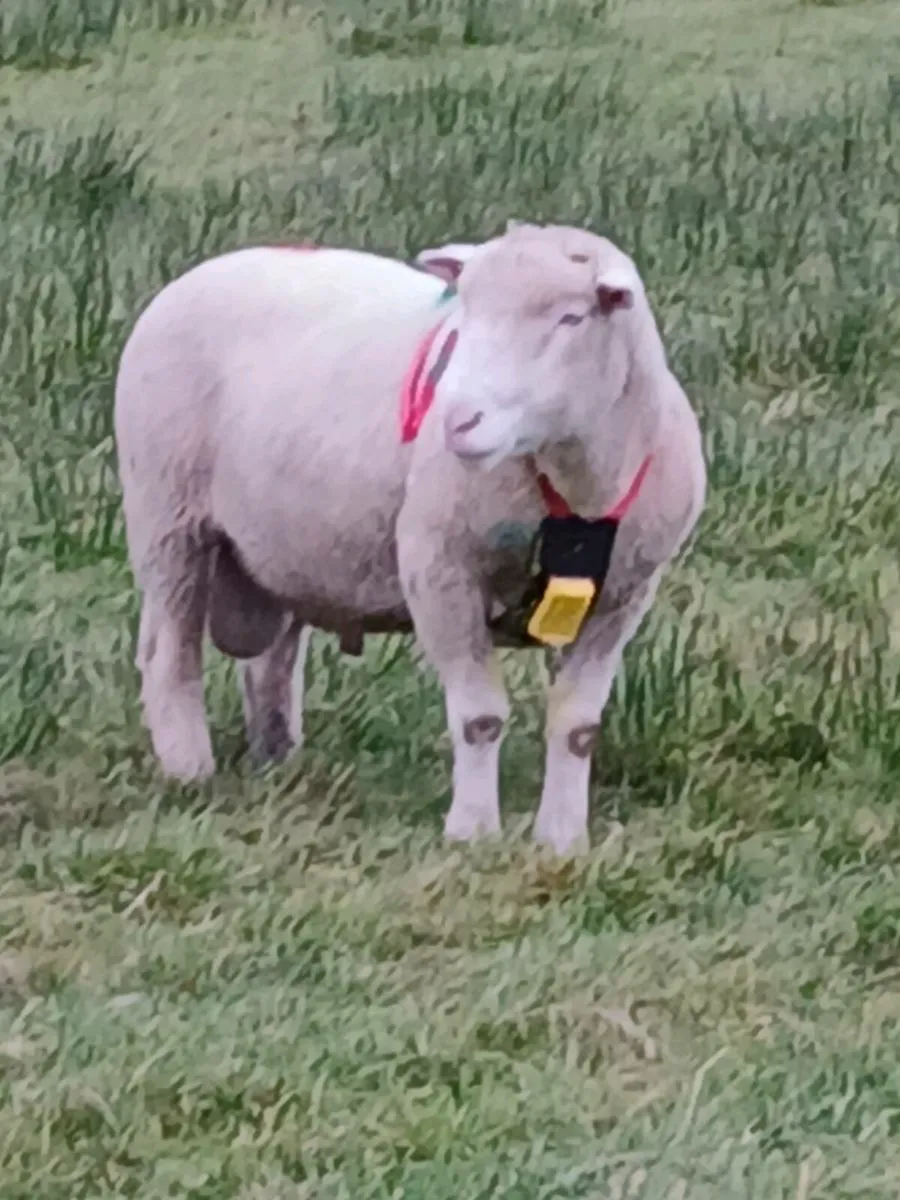 Dorset  ram - Image 2