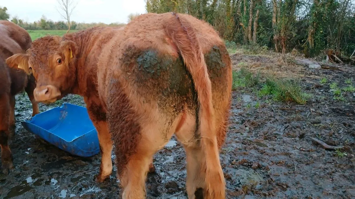3 bullocks for sale in Mohill Mart - Image 2