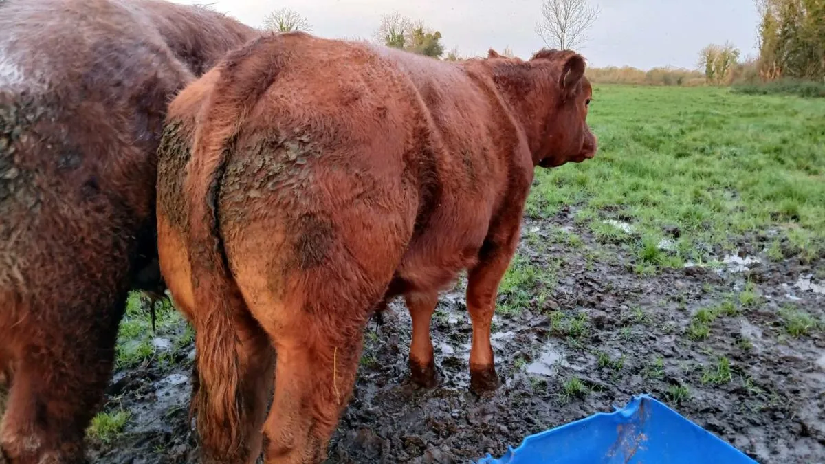 3 bullocks for sale in Mohill Mart - Image 3