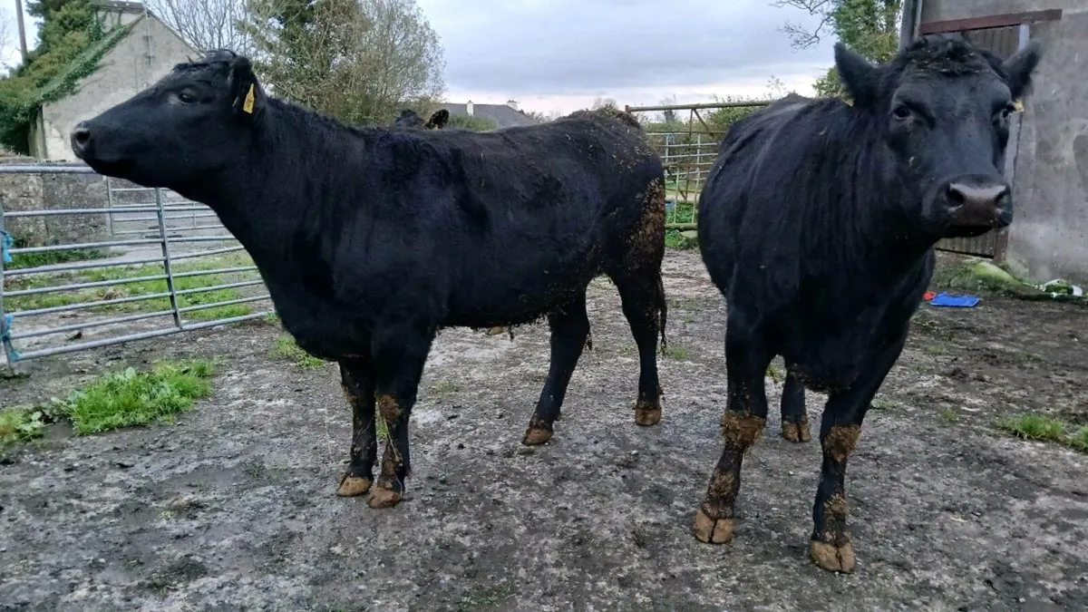 Four AA 5-STAR  🌟 heifers for sale Mohill Mart - Image 2