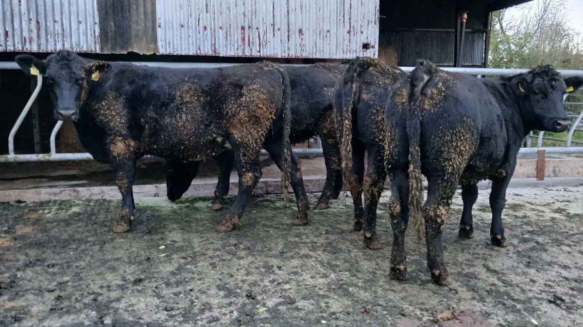 Four AA 5-STAR  🌟 heifers for sale Mohill Mart - Image 3