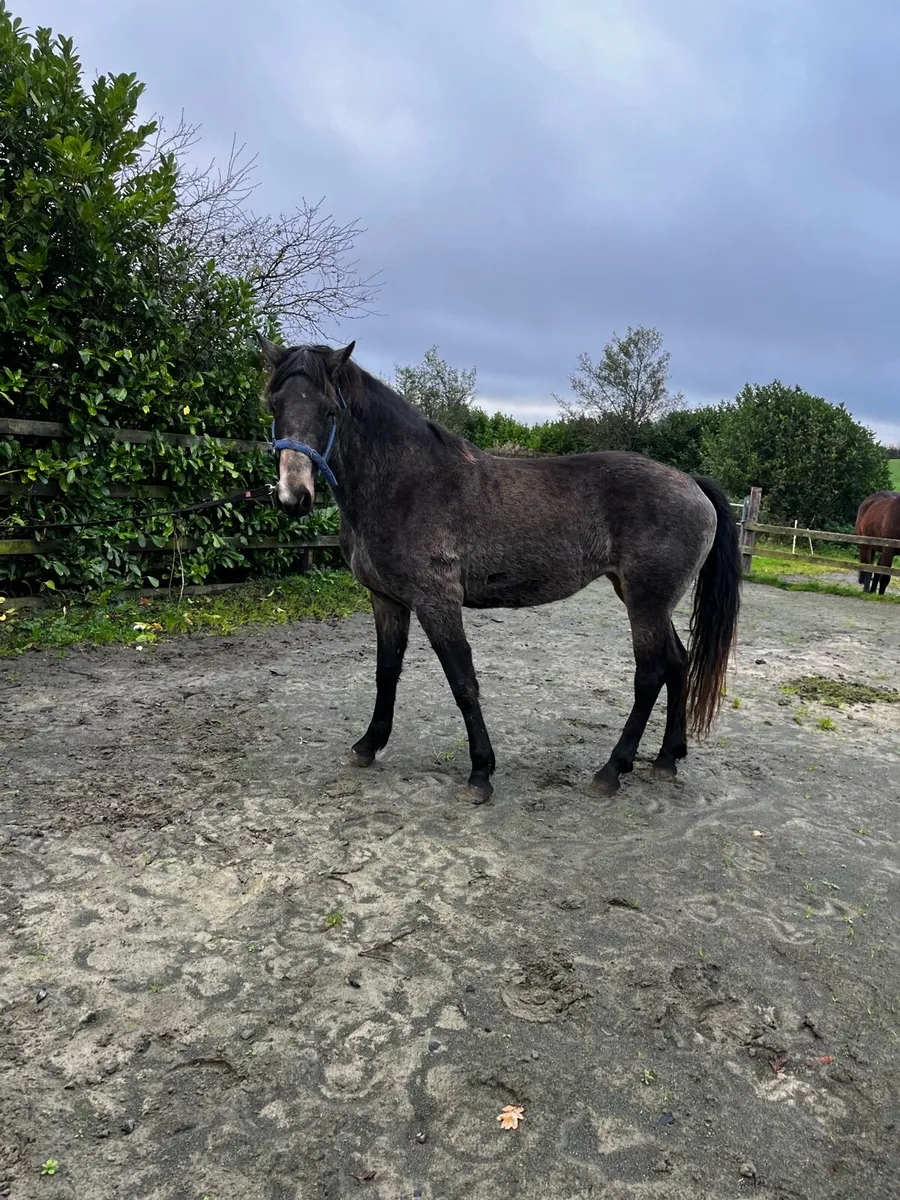 Smashing dark dun filly - Image 1